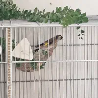 تعدادی سهره نروماده.