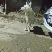 سگ هاسکی|سگ|اصفهان, گورتان|دیوار