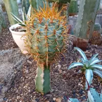 کاکتوس .گل .|گل و گیاه طبیعی|کازرون, |دیوار