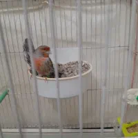 قناری|پرنده|مشهد, کارمندان دوم|دیوار