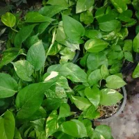 کادو روز مادر گل فیکوس 150|گل و گیاه طبیعی|ایلام, |دیوار