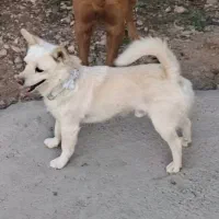 واگذاری حیوانات رایگان میپذیرم