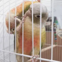 طوطی گرینچیک