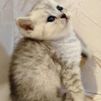 جوجه اسکاتیش|گربه|مشهد, بهاران|دیوار