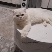 فروش گربه