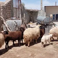 5 راس شک فروشی