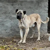 سگ سراب
