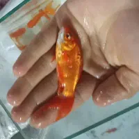 حراج ماهی قرمز