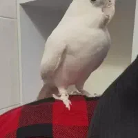 عروس هلندی آلبینو چشم شرابی فول دستی ماده