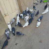 کبوتر گلی|پرنده|بن, |دیوار