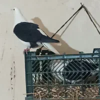 کفتر|پرنده|سراب, |دیوار