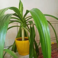 گل موزی