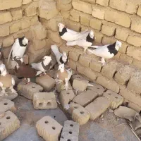 کوبترر|پرنده|طسوج, |دیوار