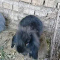 خرگوش لوپ نر|موش و خرگوش|علیآباد کتول, |دیوار