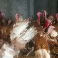 30عد تخم نطفه دار|حیوانات مزرعه|نجف‌آباد, جوزدان|دیوار