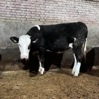 فروش گوساله ماده