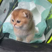 گربه اسکاتیش گلد پدر و مادر هر دو اصل پسر