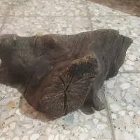 تنه درخت ابنوس