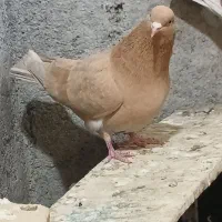 کبوتر|پرنده|انگوت, |دیوار