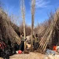 فروش نهال صنوبر نیگرا ترکیه ای پاشاپور