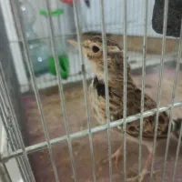سهره خاکی|پرنده|فشاپویه, |دیوار