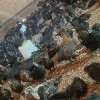 جوجه مرغ و خروس گلپایگان دورگ