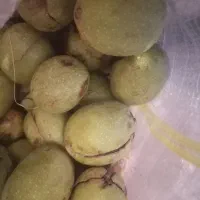 گردو