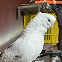 کبوتر قنار قناری
