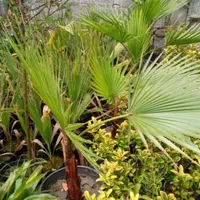 فروش و خرید انواع کاج و شمشاد طلای|خدمات باغبانی و درختکاری|قائمشهر, |دیوار