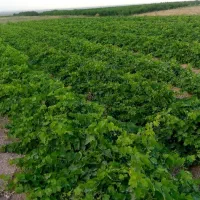 نهال انگور ضمانتی|خدمات باغبانی و درختکاری|میاندوآب, |دیوار