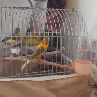 فروشدوقناری نرودو ماده۳ قفس یامعاوضهباسهره نرماده|پرنده|الیگودرز, |دیوار