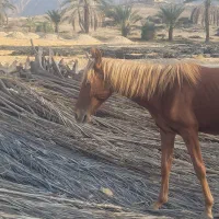 فروش اسب فوری|اسب و تجهیزات اسبسواری|خنج, |دیوار