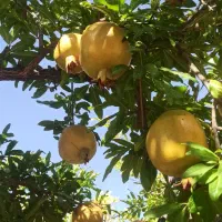 فروش انار شیرین وانار نوبرانه پوست نازک|خوردنی و آشامیدنی|شیراز, قصرالدشت|دیوار