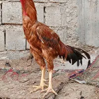 سه عدد جوجه لاری درجه یک از نژاد اصل|حیوانات مزرعه|شاهین دژ, |دیوار