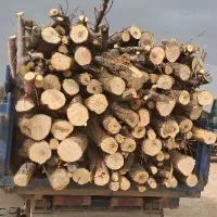 برش  انواع چوب باغی در محل تسویه آنی