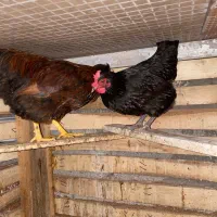 مرغ و خروس|حیوانات مزرعه|رشت, شکار اسطلخ|دیوار