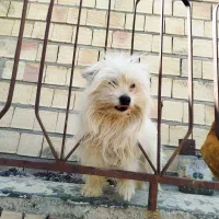 فروش سگ خانگی