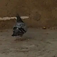 کبوتر گمشده|حیوانات|بجنورد, |دیوار