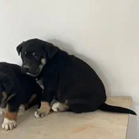 سگ پژدر|سگ|کرج, کمالشهر|دیوار