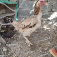 مرغ لاری افغان