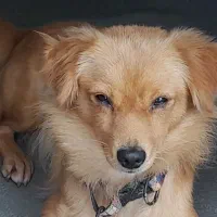 سگ پاکوتاه اشپیتز روباهی|سگ|تنکابن, |دیوار