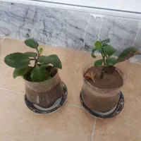 گلدون گل قاشقی کوچک دونه ای ۸۰۰۰۰ تومن