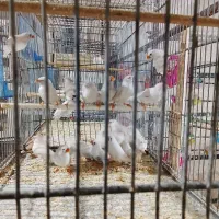 فنچ نوک دورنگ|پرنده|کهریزک, |دیوار