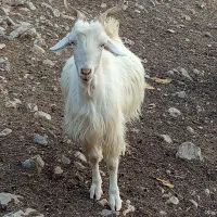 بز داشتی آبستن