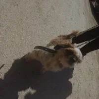 سگ پا کوتاه