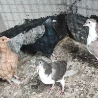 کبوتر جوجه