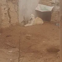 سگ سرابی|سگ|ایجرود, |دیوار