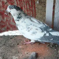 ۱۰عددکبوتر