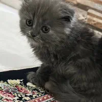 گربه اسکاتیش فولد