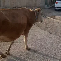 ۸ عدد گاو درجه یک یک مخصوص داشتی همشون ابستن هستن|حیوانات مزرعه|ثلاث باباجانی, |دیوار